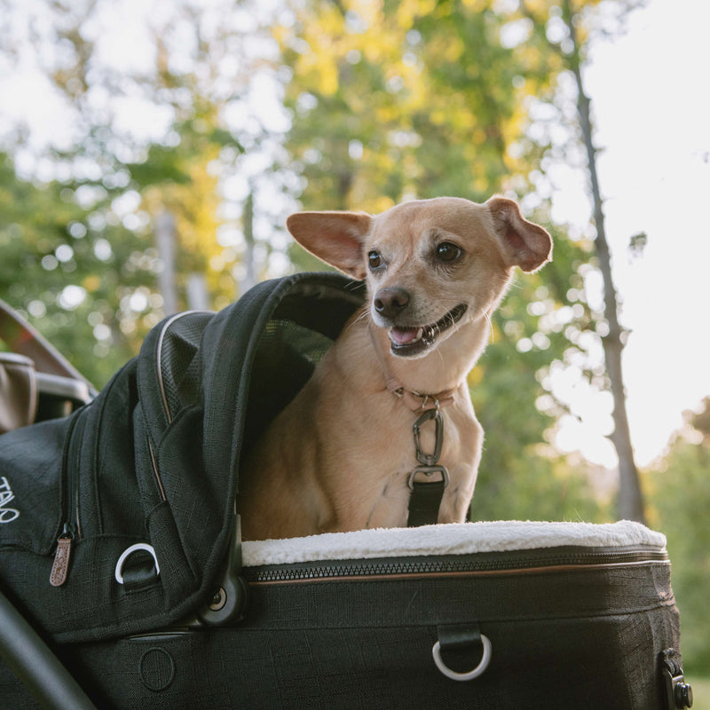 Load image into Gallery viewer, Tavo Maeve Pet Car Seat
